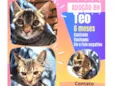 Teo