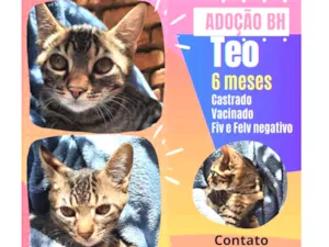 Gato raça Srd idade 2 a 6 meses nome Teo