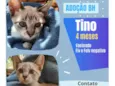 Tino