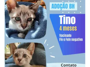 Gato raça Sed idade 2 a 6 meses nome Tino