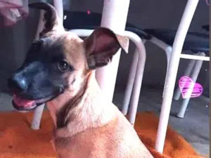 Cachorro raça SRD idade 2 a 6 meses nome Nescau