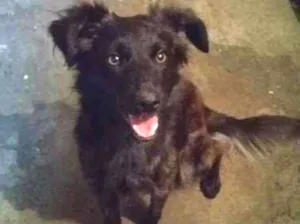 Cachorro raça SRD idade 1 ano nome Amora