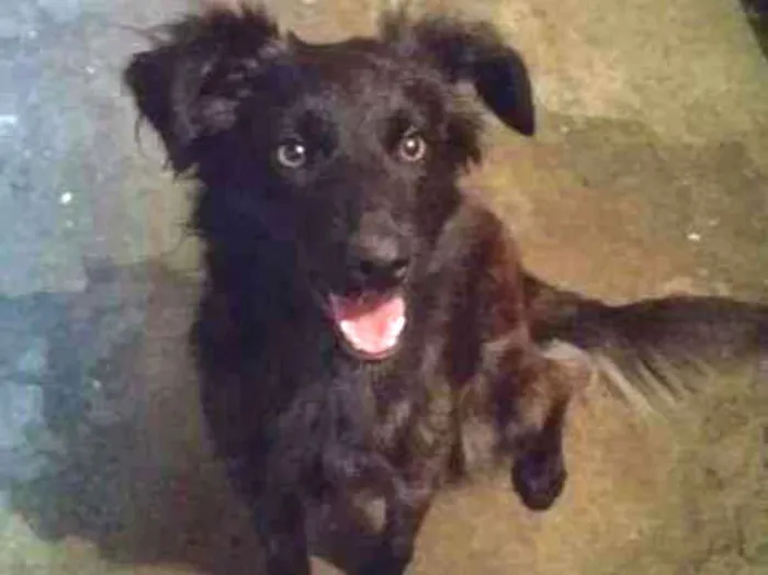 Cachorro raça SRD idade 1 ano nome Amora