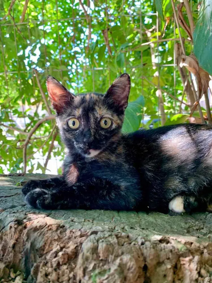 Gato raça Srd idade  nome Sem nome