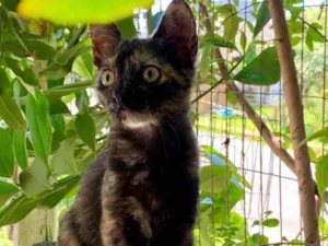 Gato raça Srd idade  nome Sem nome
