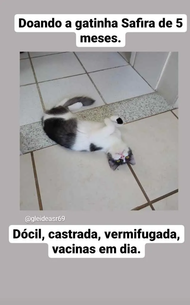 Gato ra a Sem Raça Definida idade 2 a 6 meses nome Safira