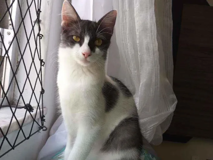 Gato ra a Sem Raça Definida idade 2 a 6 meses nome Safira