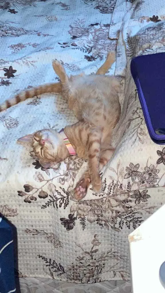 Gato raça Sem raça idade 2 a 6 meses nome Monet