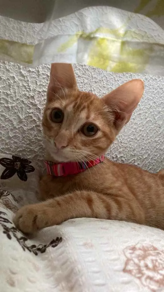 Gato raça Sem raça idade 2 a 6 meses nome Monet