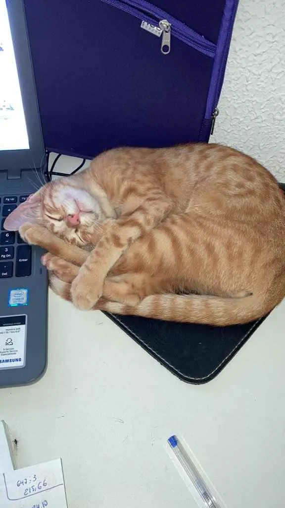 Gato raça Sem raça idade 2 a 6 meses nome Monet