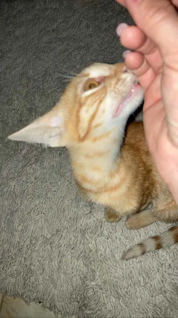Gato raça Sem raça idade 2 a 6 meses nome Monet