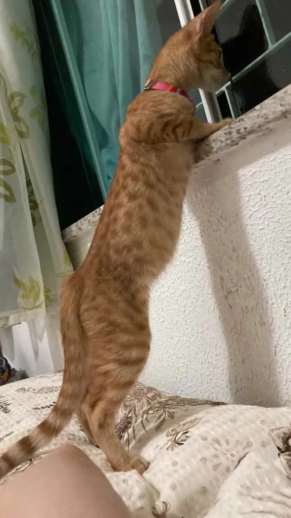 Gato raça Sem raça idade 2 a 6 meses nome Monet