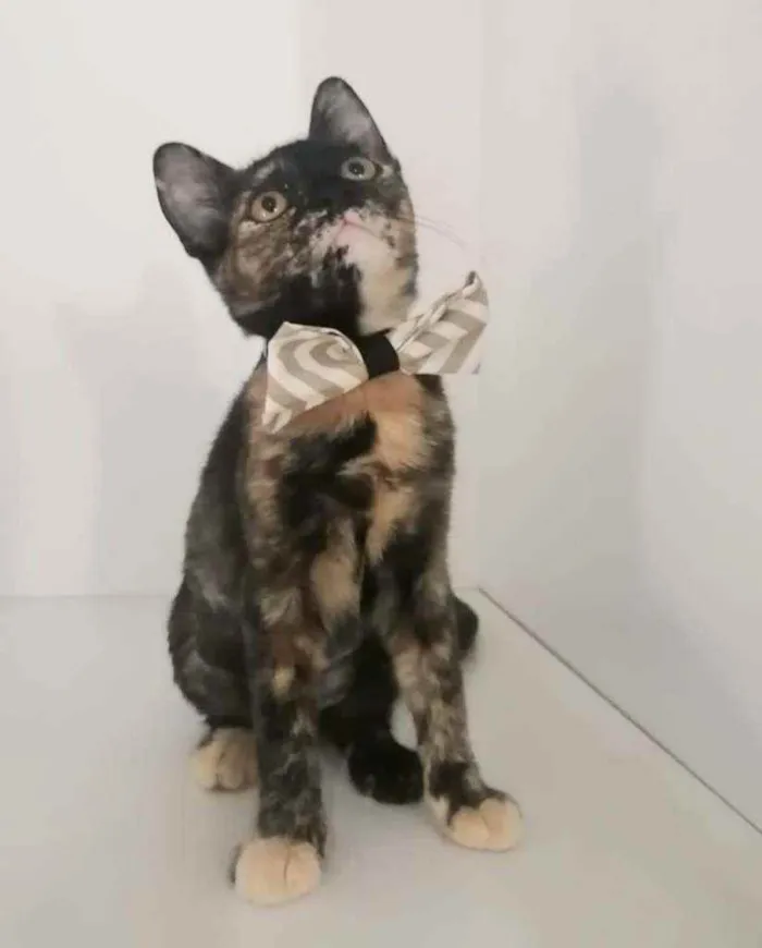 Gato raça Sem raça definida  idade 2 a 6 meses nome Miah 