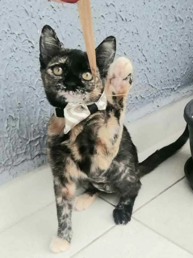 Gato raça Sem raça definida  idade 2 a 6 meses nome Miah 