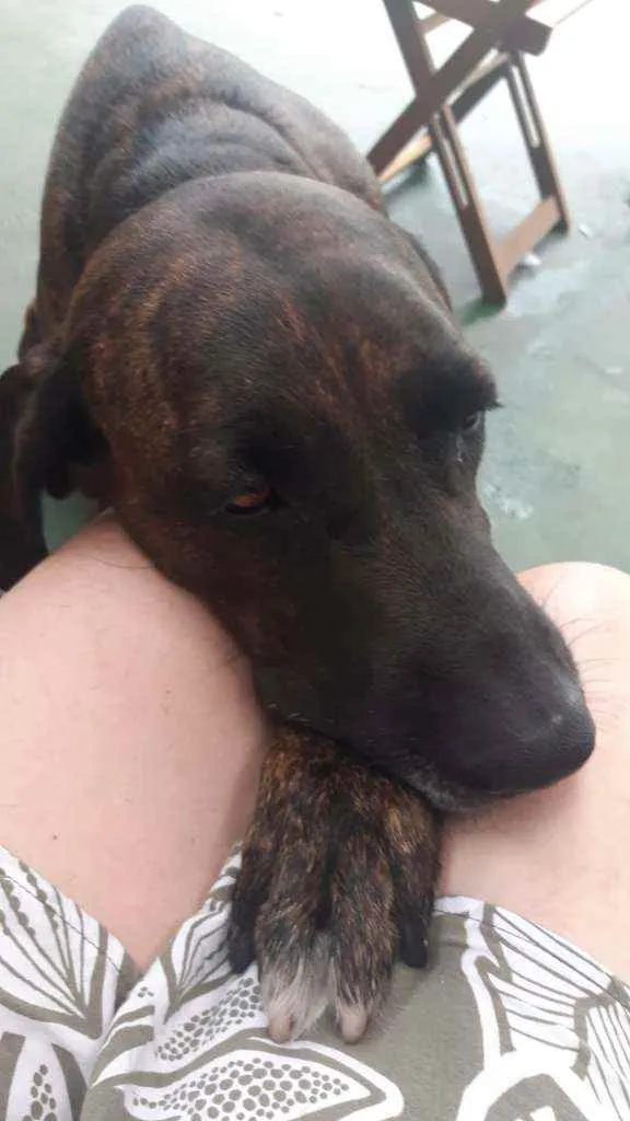 Cachorro raça Sem raça definida  idade 4 anos nome Madalena