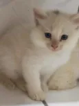 Cruella