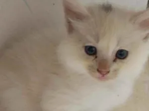 Gato raça SRD idade Abaixo de 2 meses nome Cruella