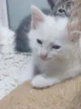 Cruella