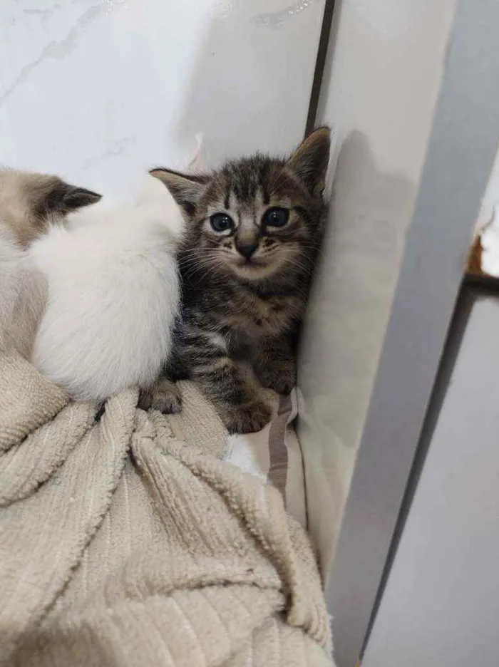Gato raça SRD idade Abaixo de 2 meses nome Lucca