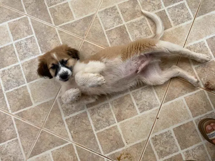 Cachorro ra a SRD idade Abaixo de 2 meses nome Boruto