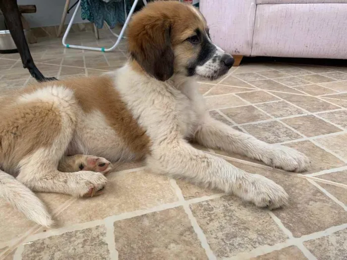Cachorro ra a SRD idade Abaixo de 2 meses nome Boruto