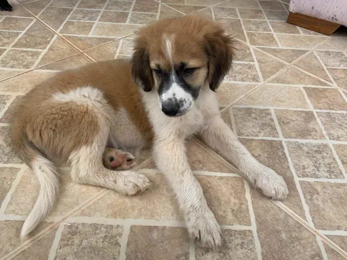 Cachorro ra a SRD idade Abaixo de 2 meses nome Boruto