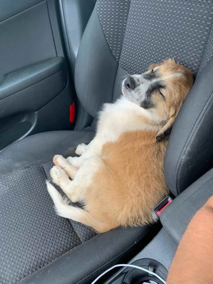 Cachorro ra a SRD idade Abaixo de 2 meses nome Boruto