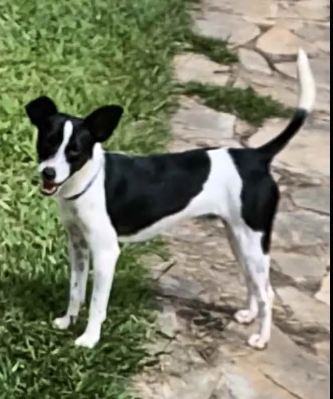 Cachorro ra a Mistura de fox paulistinha idade 7 a 11 meses nome Fox