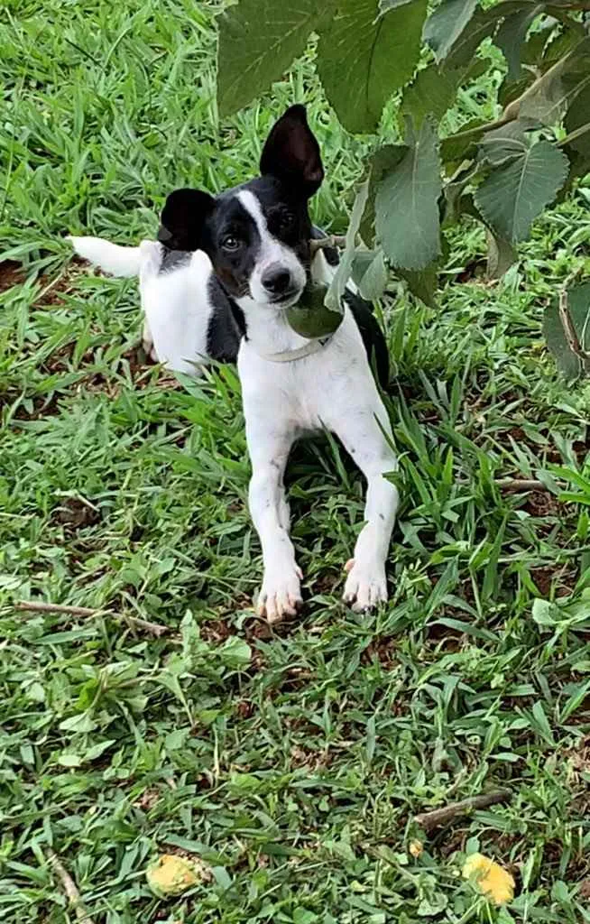 Cachorro ra a Mistura de fox paulistinha idade 7 a 11 meses nome Fox