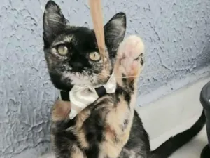 Gato raça Sem raça definida  idade 2 a 6 meses nome Miah 