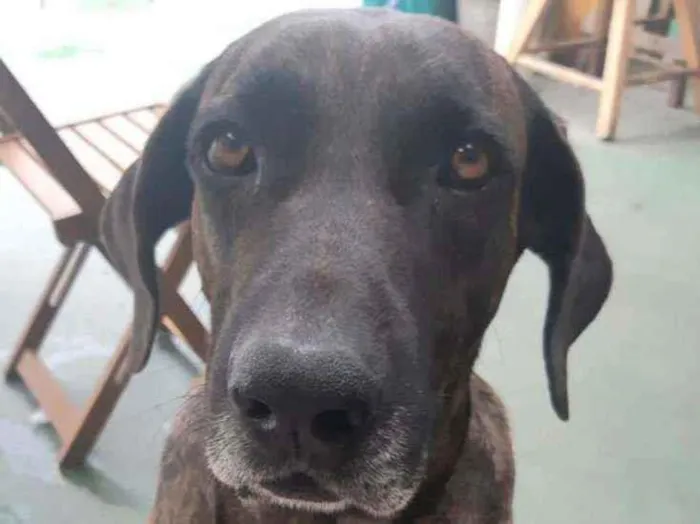 Cachorro raça Sem raça definida  idade 4 anos nome Madalena