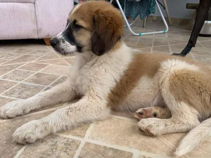 Cachorro ra a SRD idade Abaixo de 2 meses nome Boruto