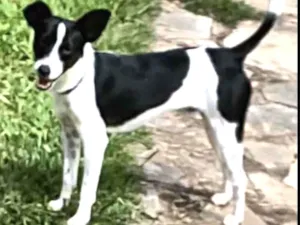 Cachorro raça Mistura de fox paulistinha idade 7 a 11 meses nome Fox