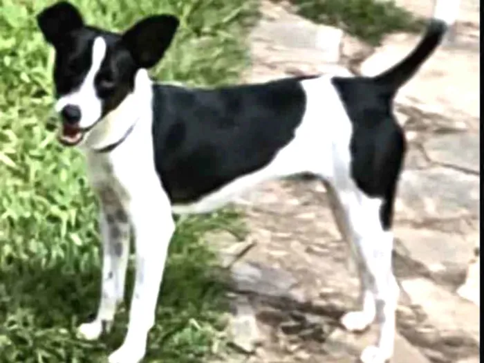 Cachorro ra a Mistura de fox paulistinha idade 7 a 11 meses nome Fox