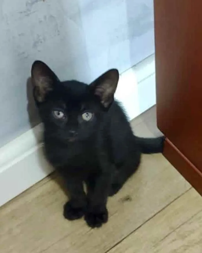 Gato ra a Srd idade Abaixo de 2 meses nome Claudinho 