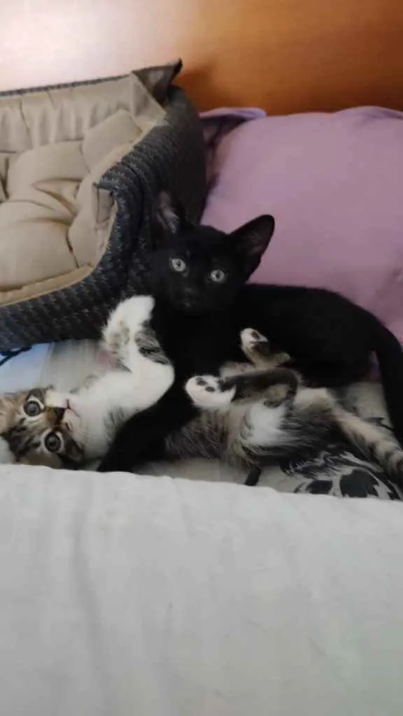 Gato ra a Srd idade Abaixo de 2 meses nome Juju