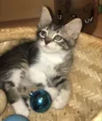 Juju