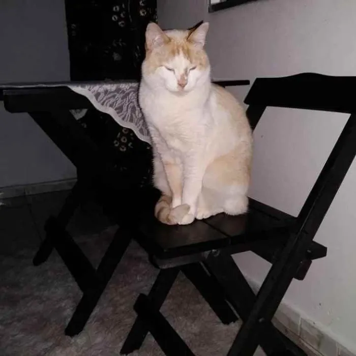 Gato raça Srd idade 3 anos nome Luck carinhoso lindo