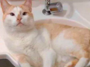 Gato raça Srd idade 3 anos nome Luck carinhoso lindo