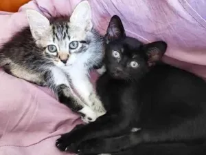 Gato raça Srd idade Abaixo de 2 meses nome Claudinho 
