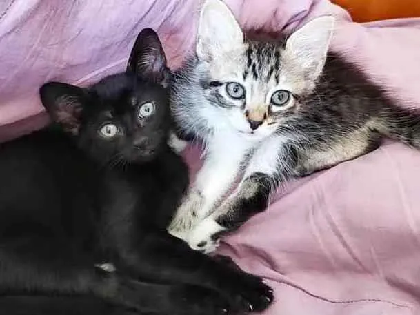 Gato ra a Srd idade Abaixo de 2 meses nome Juju