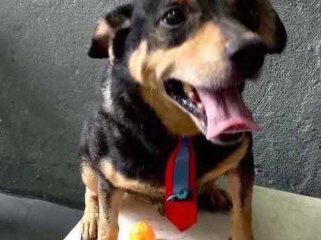 Cachorro raça Srd idade 1 ano nome Spike porte P