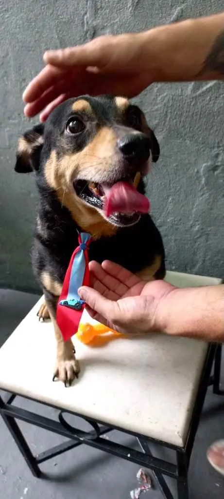 Cachorro raça Srd idade 1 ano nome Spike porte P