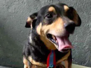 Cachorro raça Srd idade 1 ano nome Spike porte P