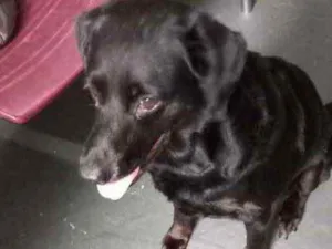 Cachorro raça Labrador mix linda  idade 2 anos nome Luna Labrador mix 