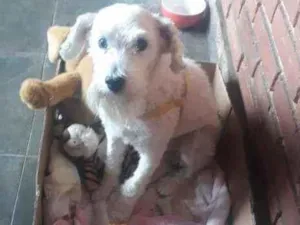 Cachorro raça Mistura com poodle idade 2 anos nome Chu