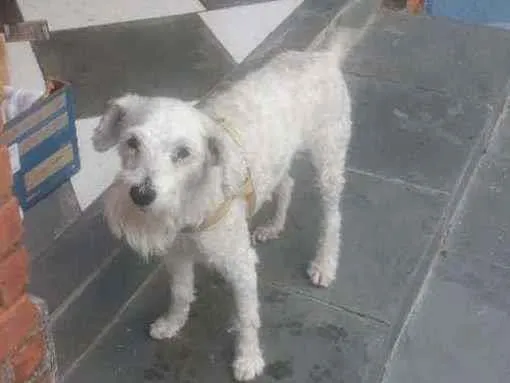 Cachorro raça Mistura com poodle idade 2 anos nome Chu
