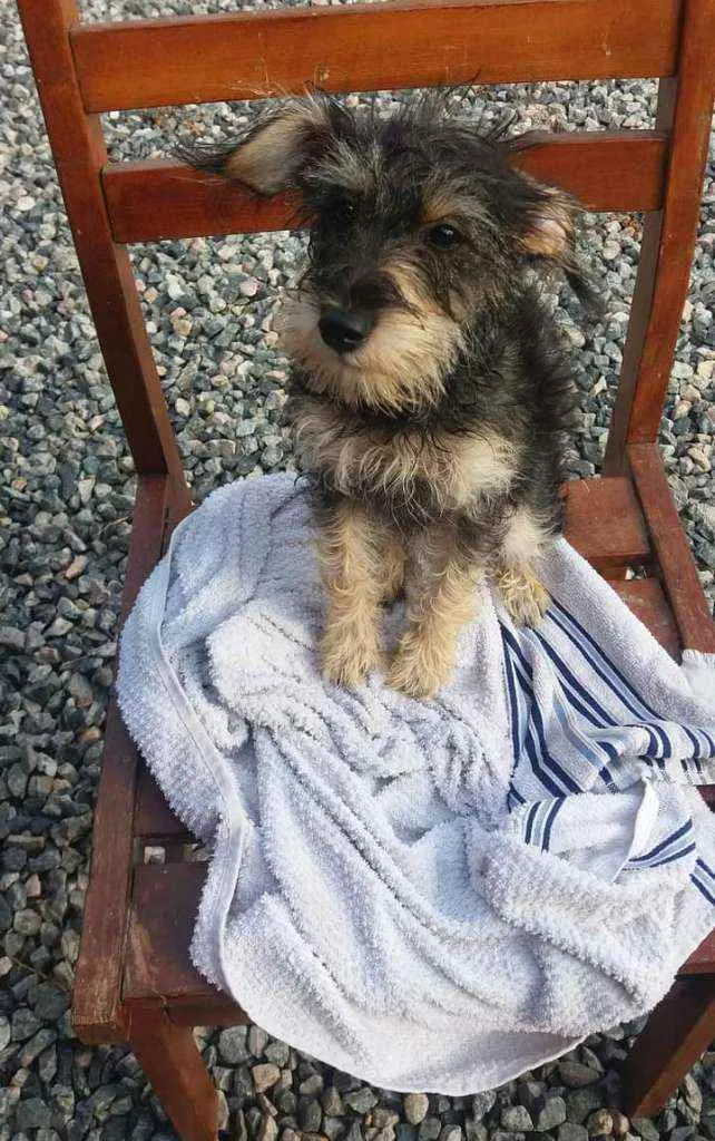 Cachorro ra a Misturado idade 2 a 6 meses nome Rosinha