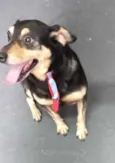 Cachorro raça Pinscher com srd  idade  nome Spike  porte P 