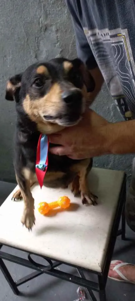 Cachorro raça Pinscher com srd  idade  nome Spike  porte P 